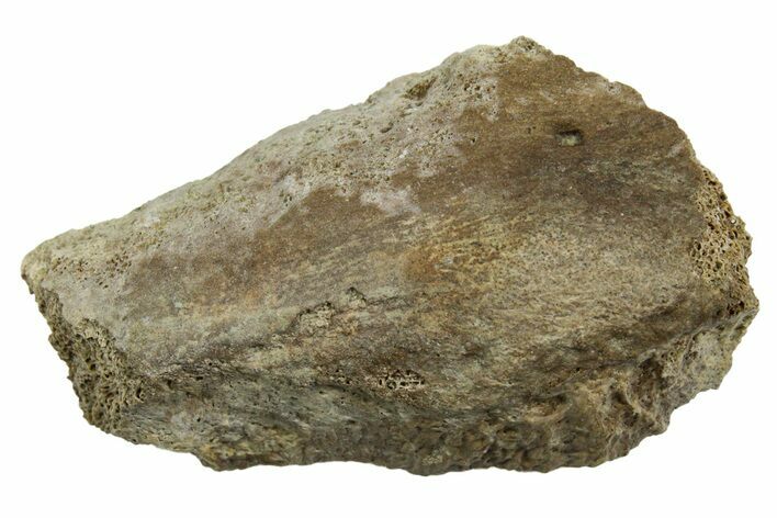 Fossil Tyrannosaur (T rex) Vertebra Section - Wyoming #350444